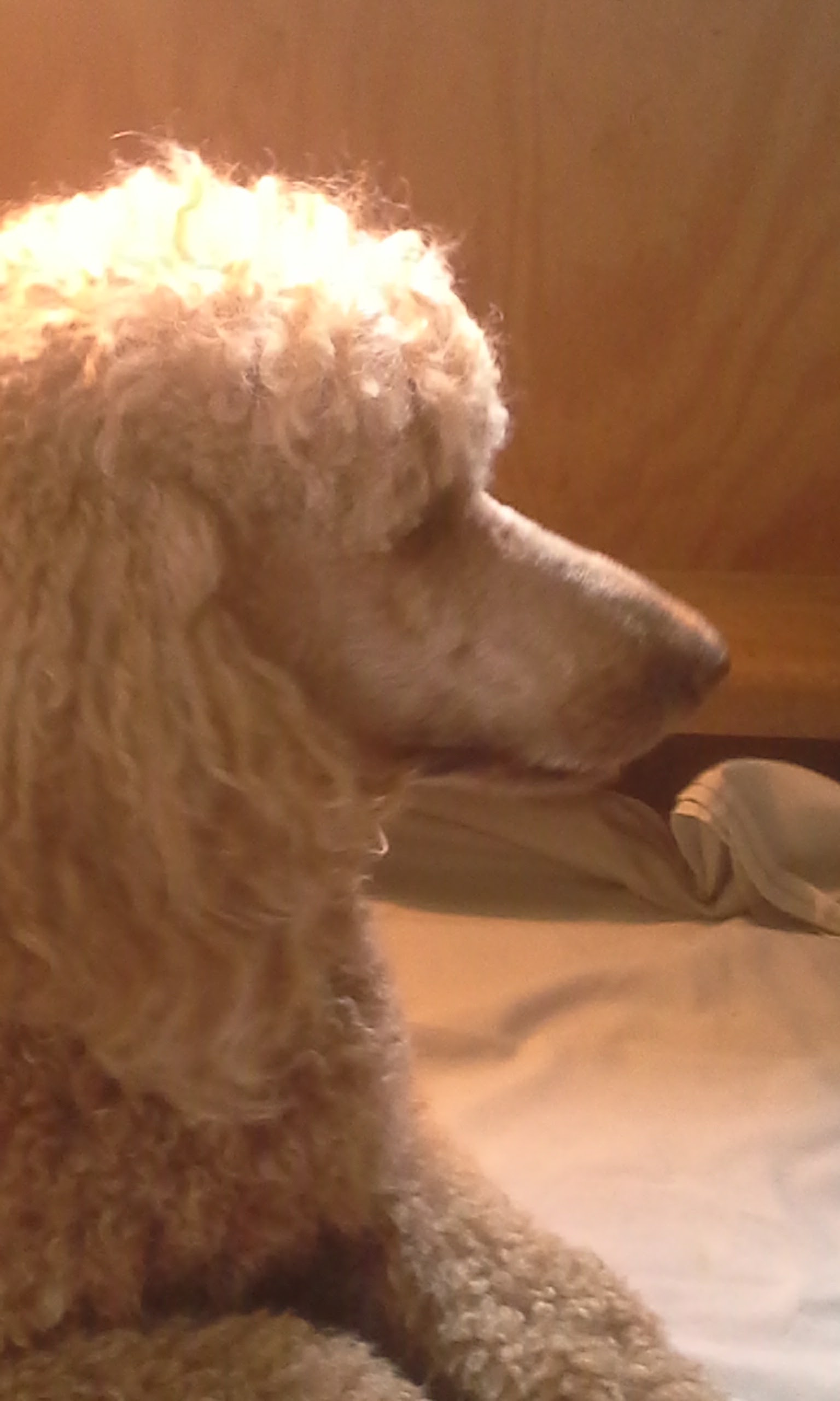 Pebbles thumbnail 2